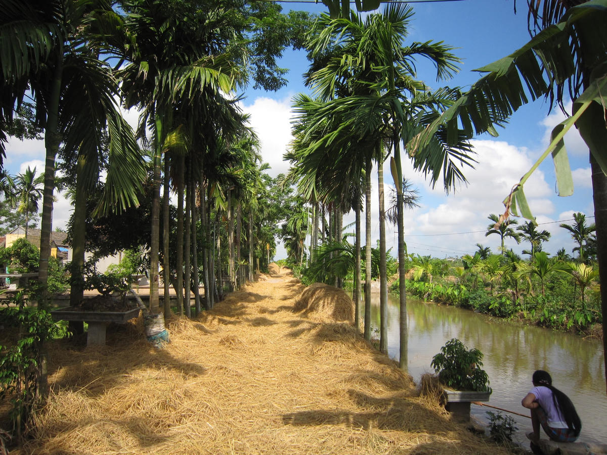 Làng quê Hải Hậu (Nam Định) đẹp hơn nhờ màu xanh của cây cối.
