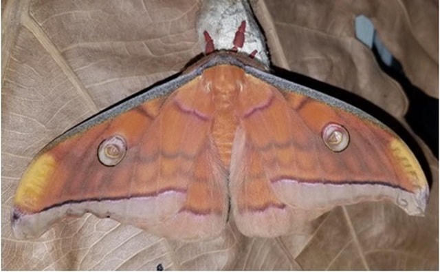 Con đực của loài Antheraea frithi Moore, 1859. (Ảnh: VAST).