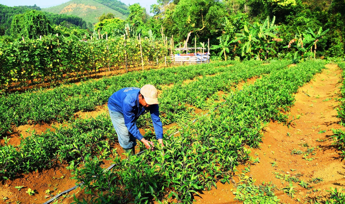 Ông Hồ Văn Nóc chăm sóc vườn rau lủi của gia đình.