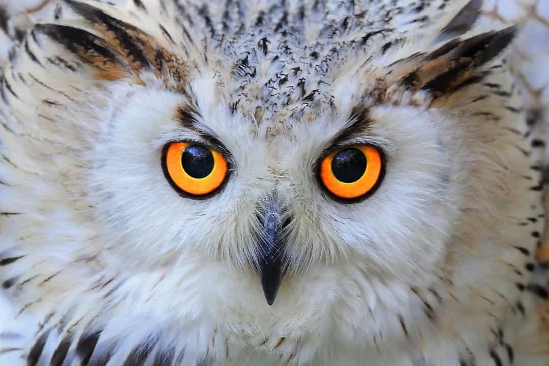 Cú tuyết đực gần như màu trắng, chim mái và chim non có bộ lông nhiều màu đen hơn, nhưng tất cả chúng đều có đôi mắt màu vàng rực lửa tuyệt đẹp.  