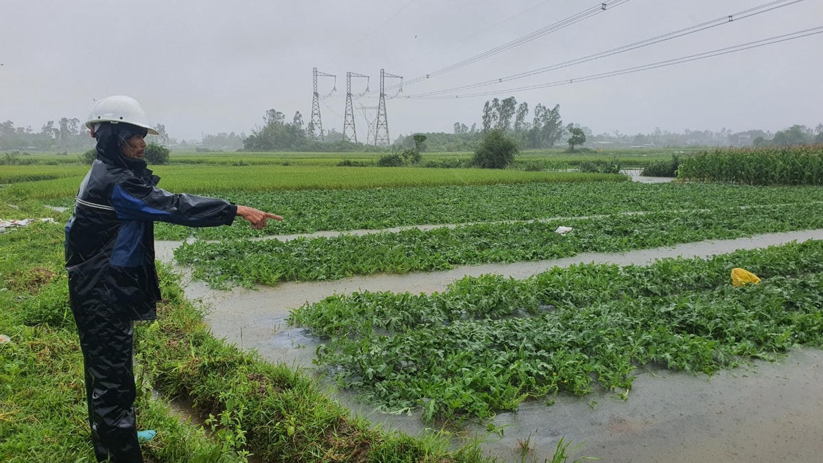 Những ruộng dưa bị ngập nước của bà con nông dân ở huyện Phú Ninh.