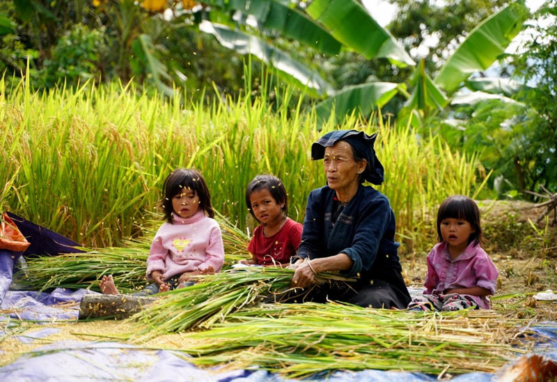 Ngày mùa ở Bản Phùng.