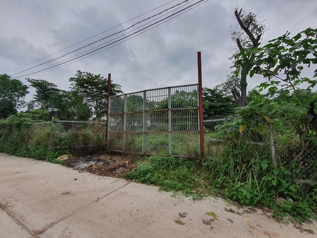 Đất bãi ngoài đê sông Hồng đang được dân buôn đất săn đón.  