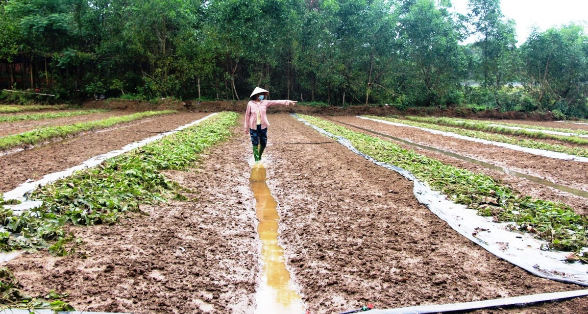 Diện tích dưa hấu của người dân huyện Phú Ninh bị nước lũ làm hư hỏng.