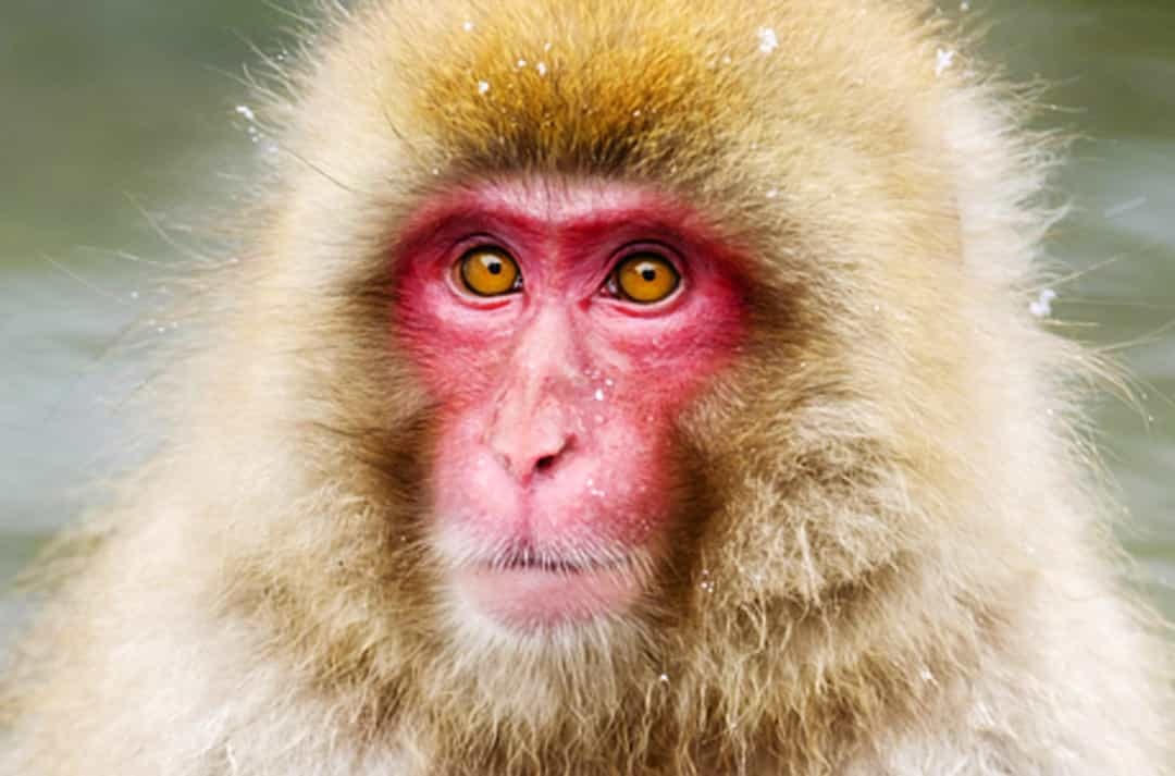 Khỉ khổng lồ Nhật Bản.  