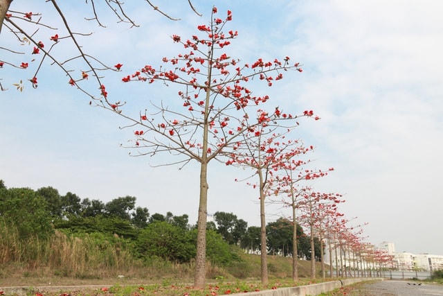 Hoa gạo năm cánh đỏ tươi, lúc rơi cánh hoa xoay như chóng chóng rất đẹp mắt. Những chùm hoa nở như những đốm lửa đang cháy bập bùng.  