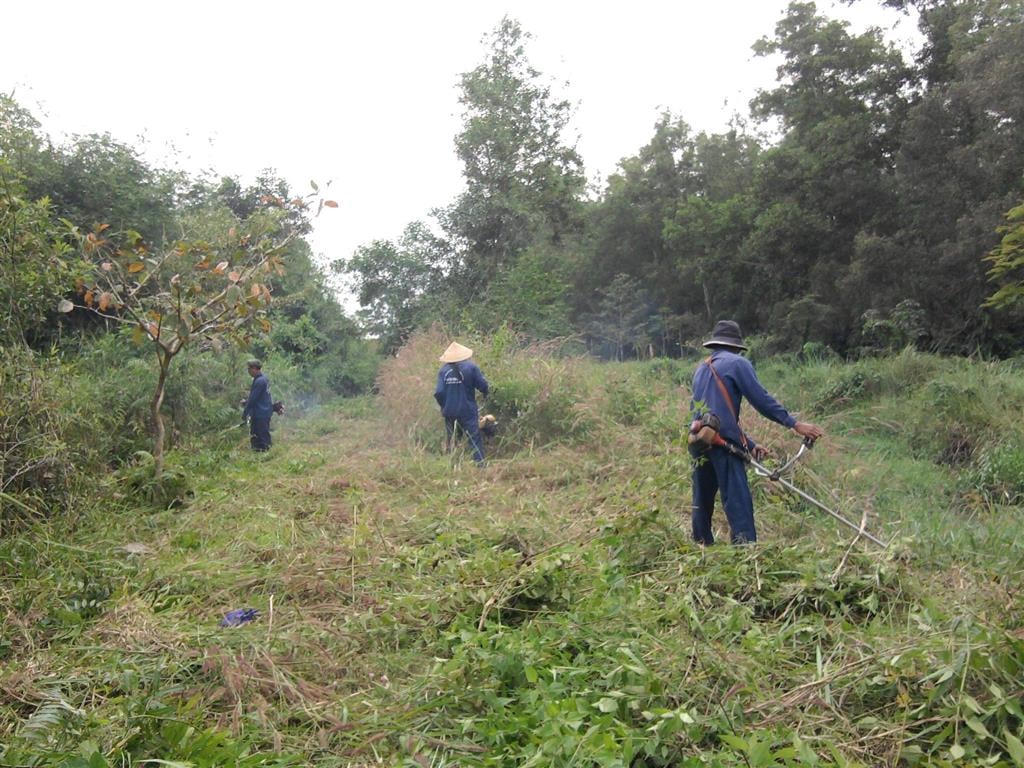 Công tác quản lý trồng rừng trên địa bàn huyện Bình Chánh thời gian qua xảy ra nhiều bất cập.