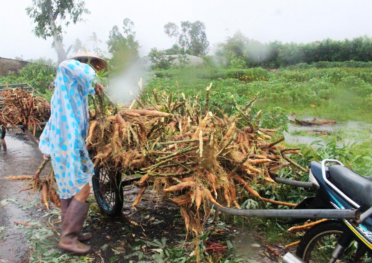Người dân dùng xe bò để chở sắn về nhà.