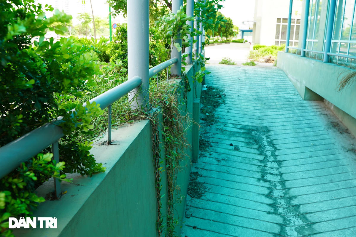 Do lâu ngày công trình không được đưa vào sử dụng, cây cỏ bắt đầu mọc um tùm tại khu vực hành lang, lối đi.
