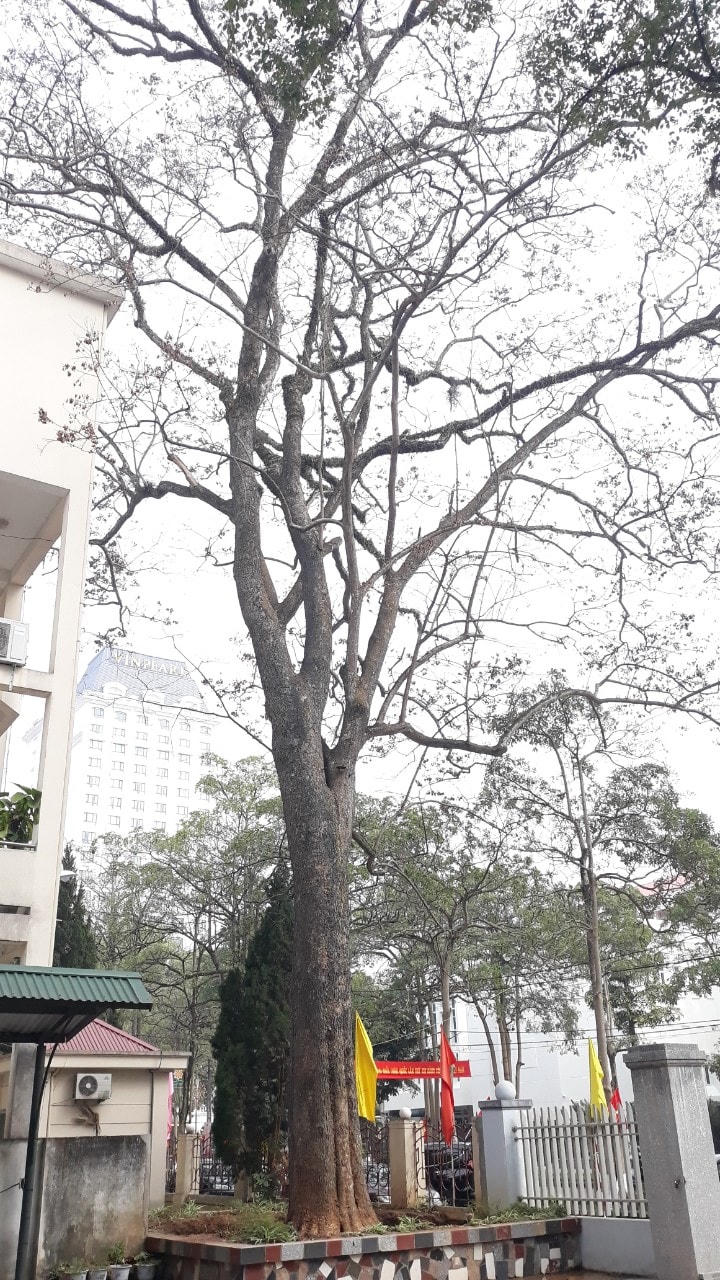 Cây gỗ sưa "tiền tỷ" trong khuôn viên Sở Kế hoạch Đầu tư và Sở Nội vụ tỉnh Lạng Sơn bị các đối tượng "bức tử".