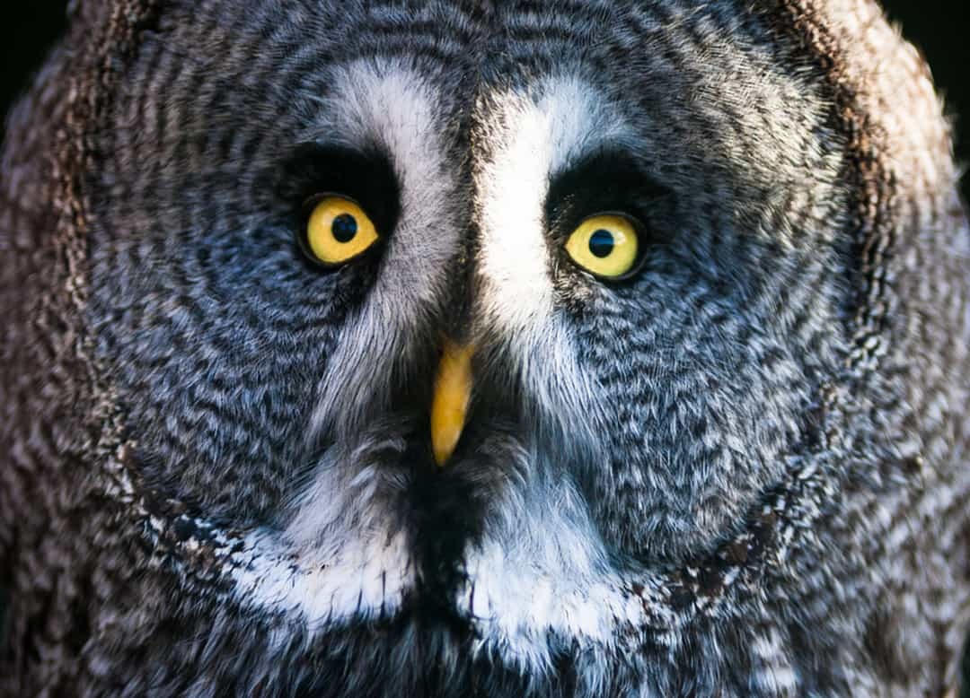 Cú xám vĩ đại - Nếu nhìn chằm chằm vào mắt loài cú xám này đủ lâu, bạn có thế sẽ bị… thôi miên.  