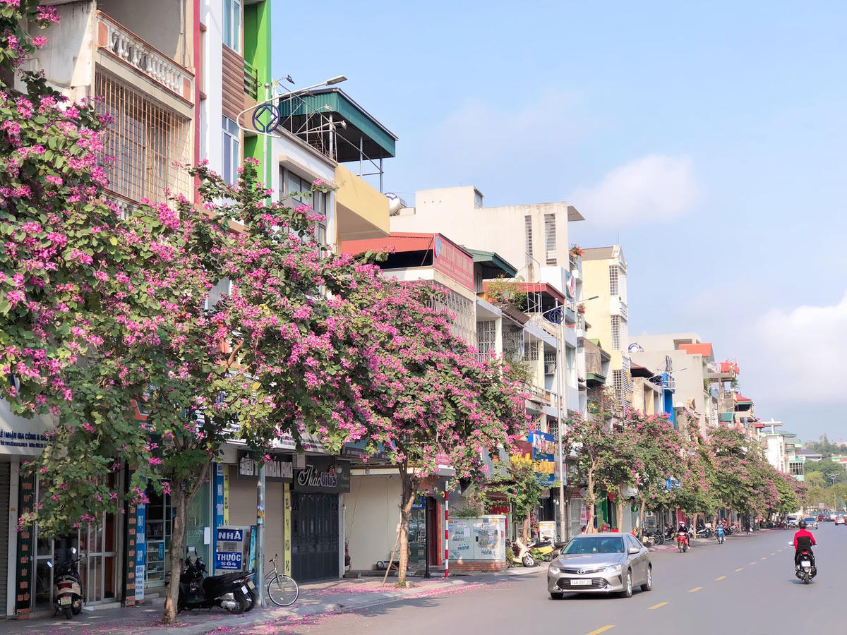 Hoa ban nở vào thời điểm cuối tháng 2 dọc tuyến đường Trần Quốc Nghiễn, đoạn đường Nguyễn Văn Cừ… của thành phố Hạ Long.