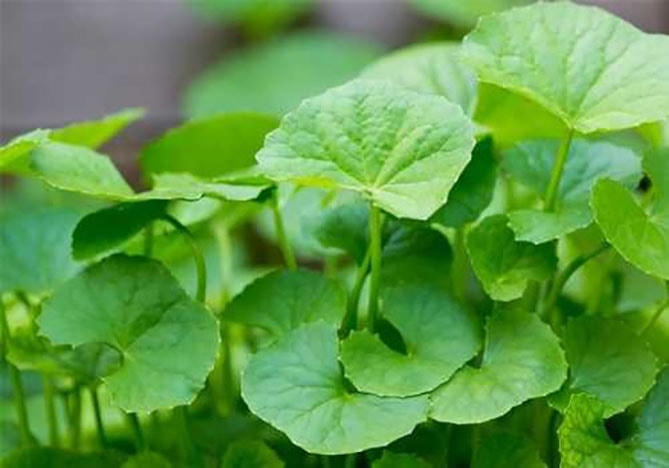 Công dụng bất ngờ của các cây thuốc nam có sẵn trong vườn