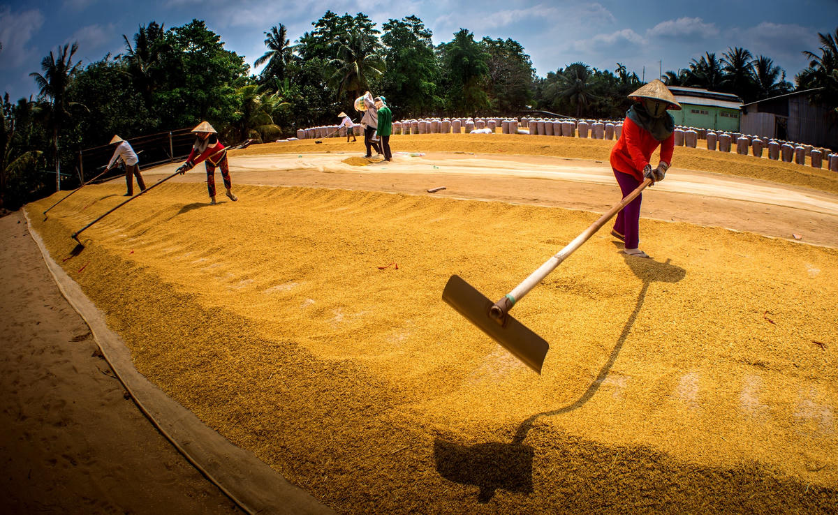 ĐBSCL vẫn là vựa lúa của cả nước.