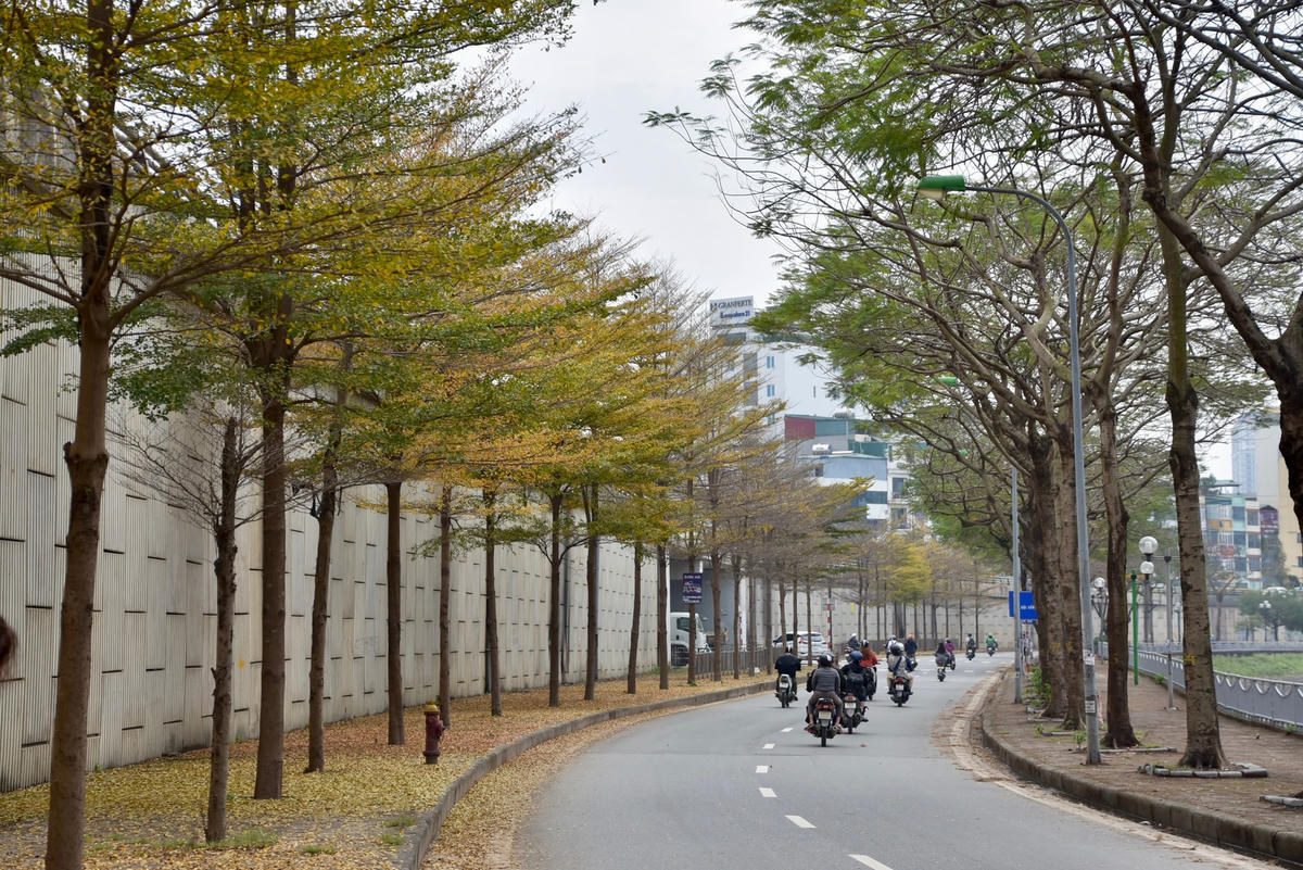 Sắc vàng của những cây bàng lá nhỏ khiến người ta lầm tưởng Hà Nội đang bước vào mùa thu.