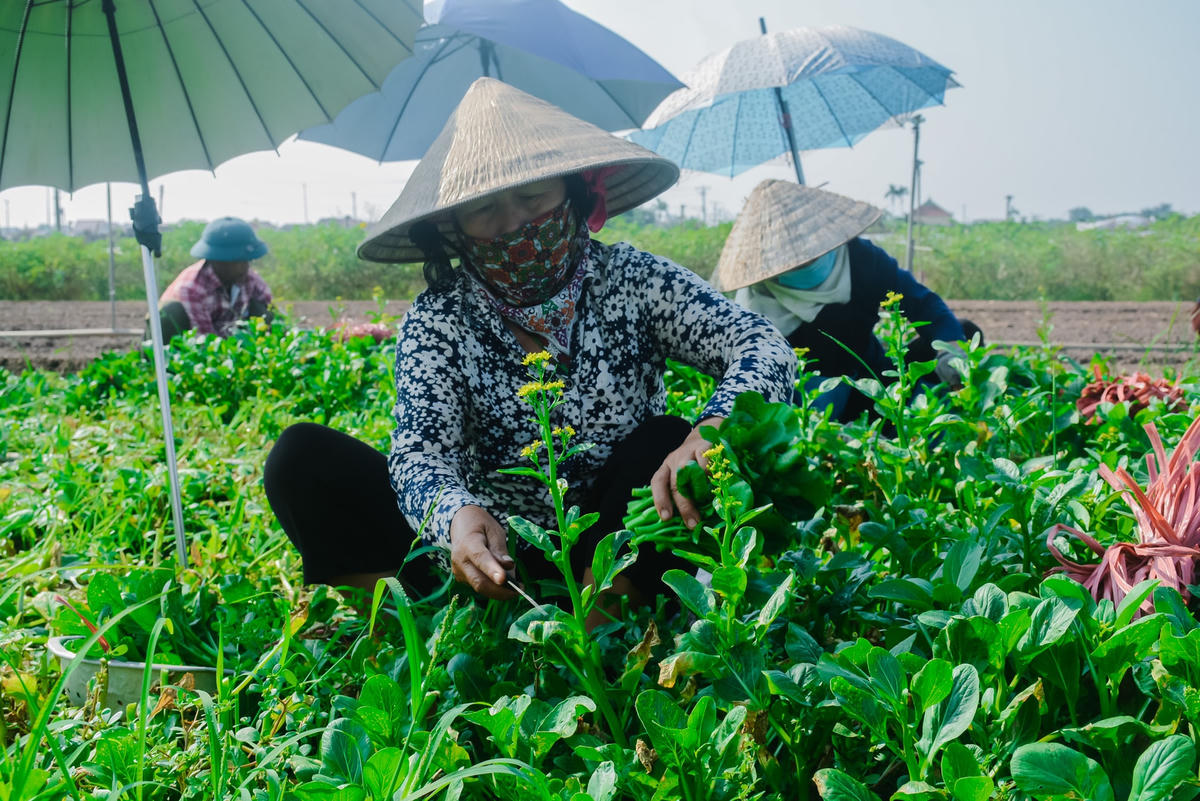 Đôi tay thoăn thoắt cắt rau, gương mặt Bà Dũng toát lên niềm phấn khởi sau khi được đi làm đồng trở lại.