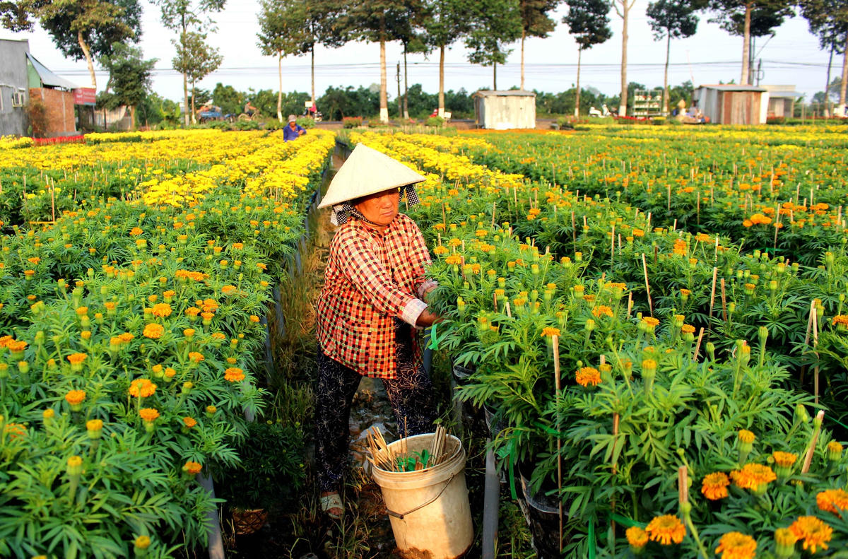 Tranh thủ tỉa cành, hoa để phục vụ người dân dịp Tết.