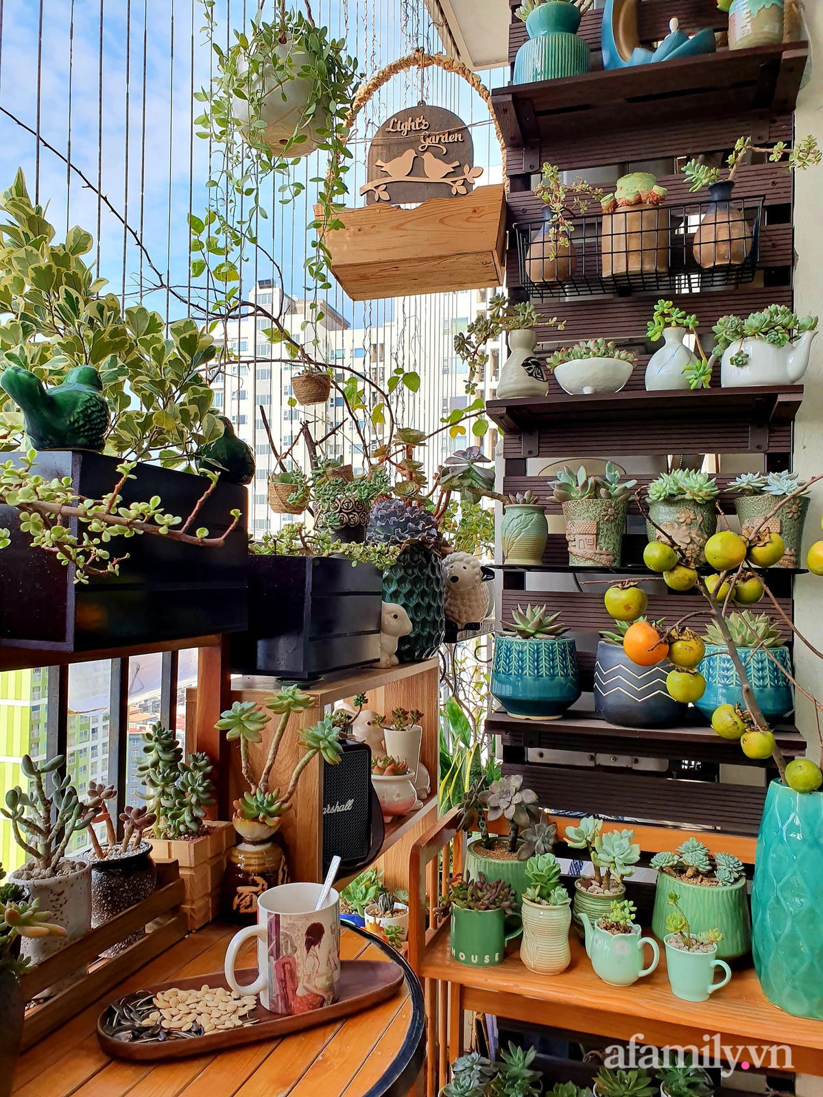 [ẢNH] Ngỡ ngàng vườn sen đá tuyệt đẹp chỉ 6 m2 ở Thủ đô Hà Nội