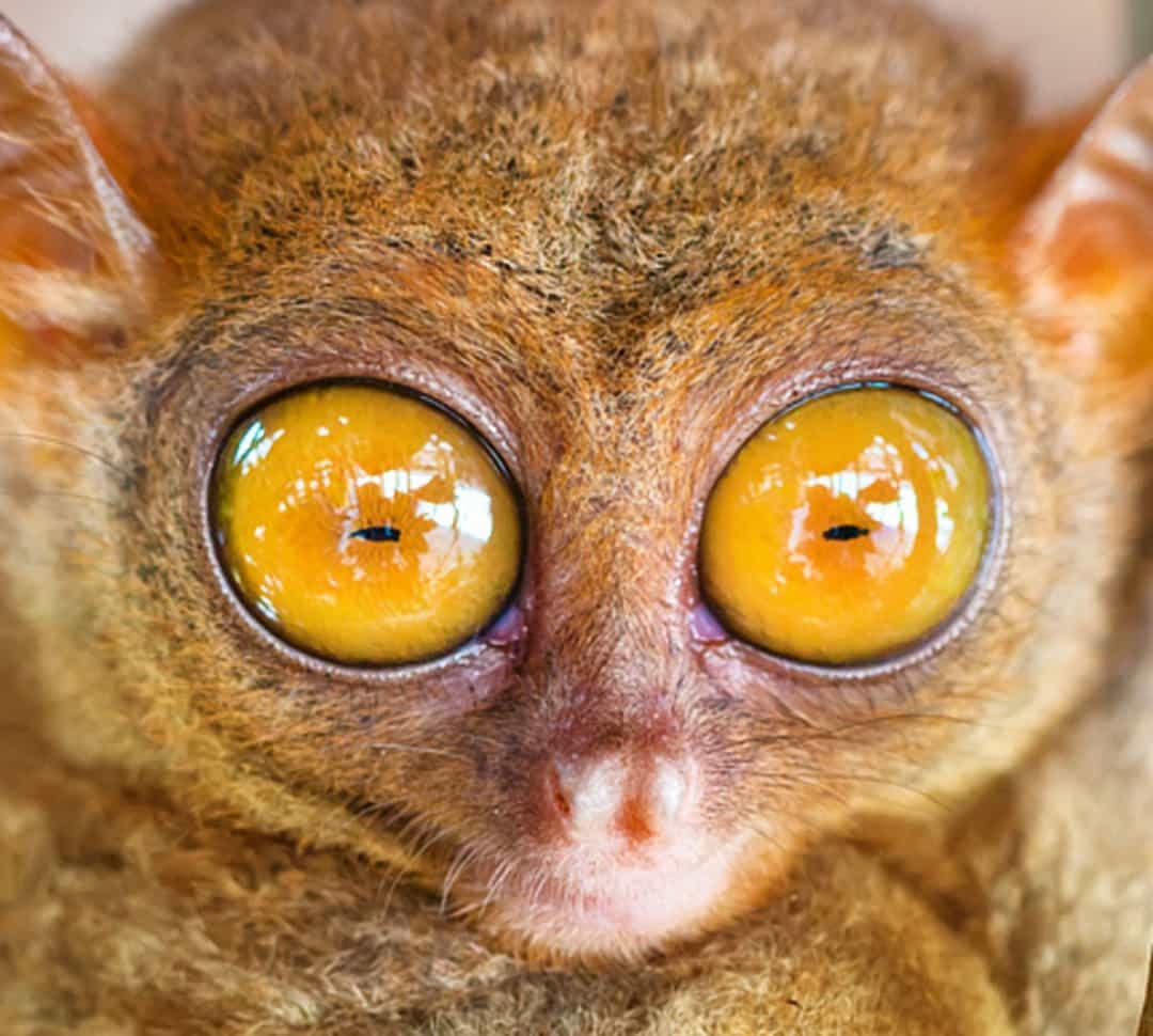 Với đôi mắt như một cặp đĩa khổng lồ khiến loài linh trưởng dễ thương này có vẻ ngoài khá dị thường.  