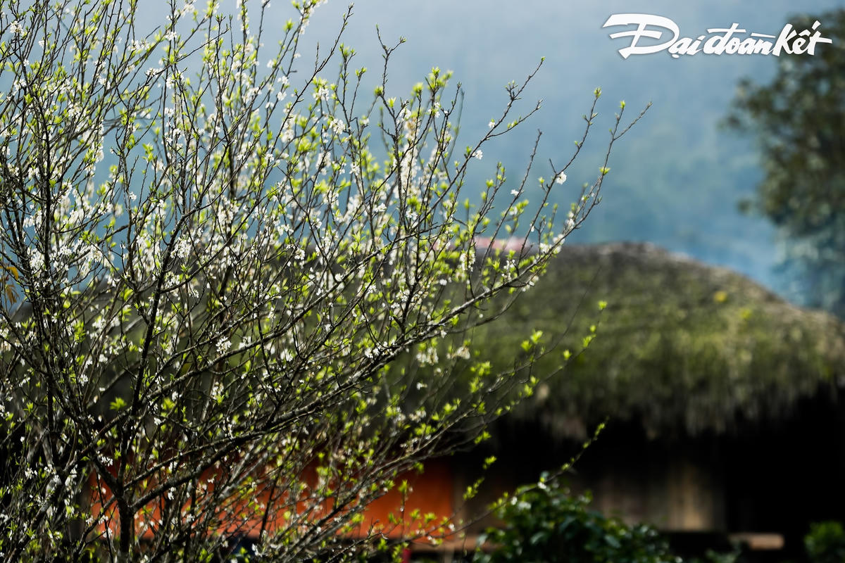 Du khách không khỏi ngỡ ngàng trước những ngôi nhà cổ của người Dao và những vườn đào, mận do chính người dân ở đây trồng.