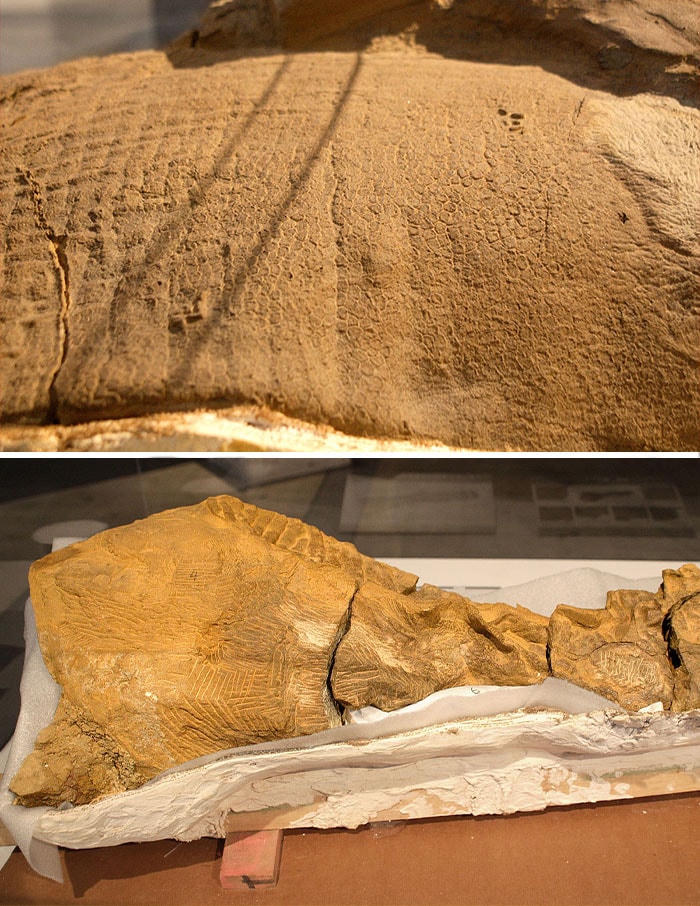 [ẢNH] Những bộ hóa thạch khiến bạn phải kinh ngạc