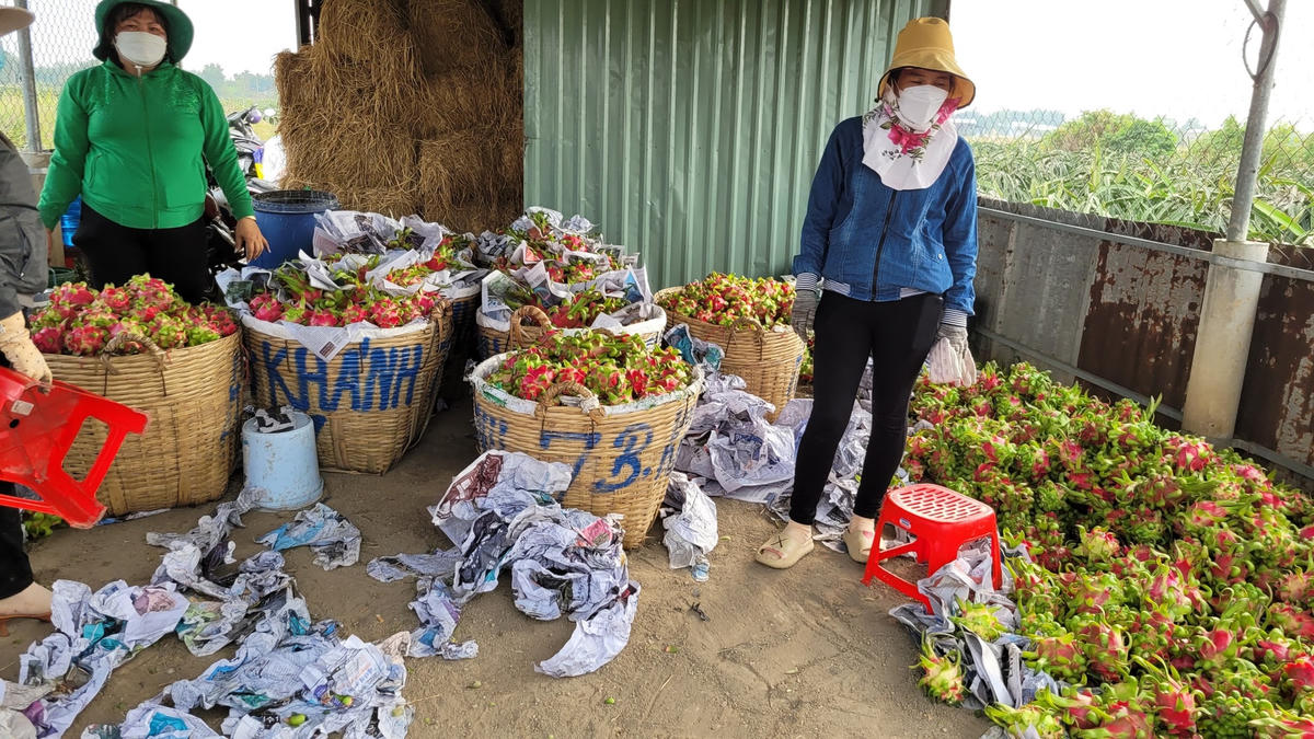 Thanh long chất đống nhưng nông dân không bán được.