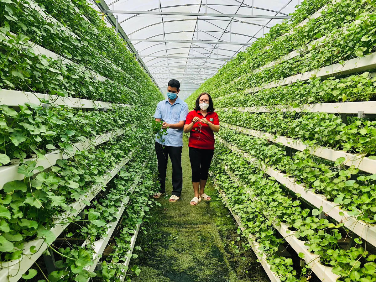 Rau má thủy canh có nhiều ưu điểm vượt trội hơn rau má truyền thống. Ảnh: NVCC. 