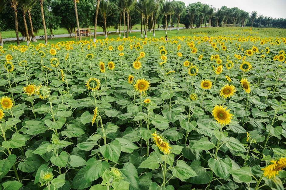 Rủ nhau check in đồi hoa mặt trời tại Eco Park