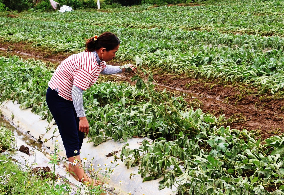 Bà Nguyễn Thị Phộng nhổ bỏ dây dưa hấu bị héo lá do ngập nước.