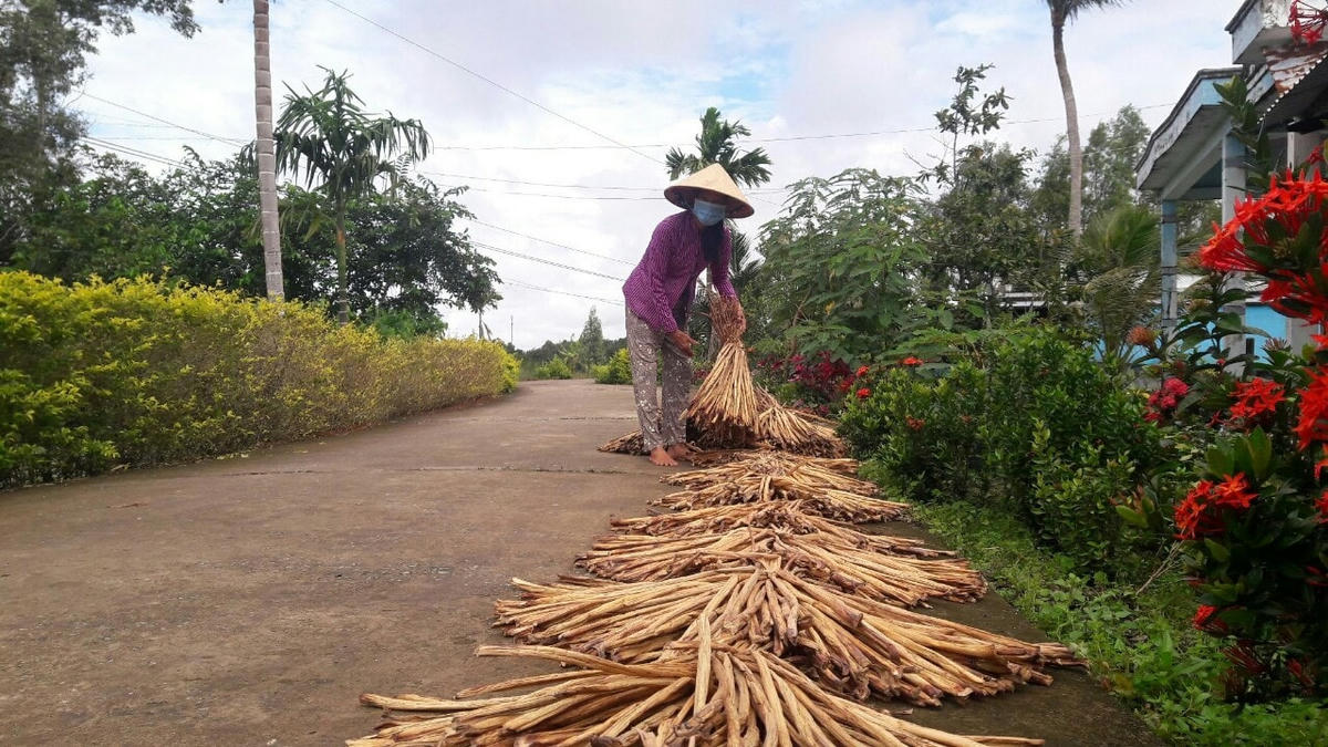 Lục bình sau khi cắt từ ở sông lên đem phơi khố để bán làm nguyên liệu đan.
