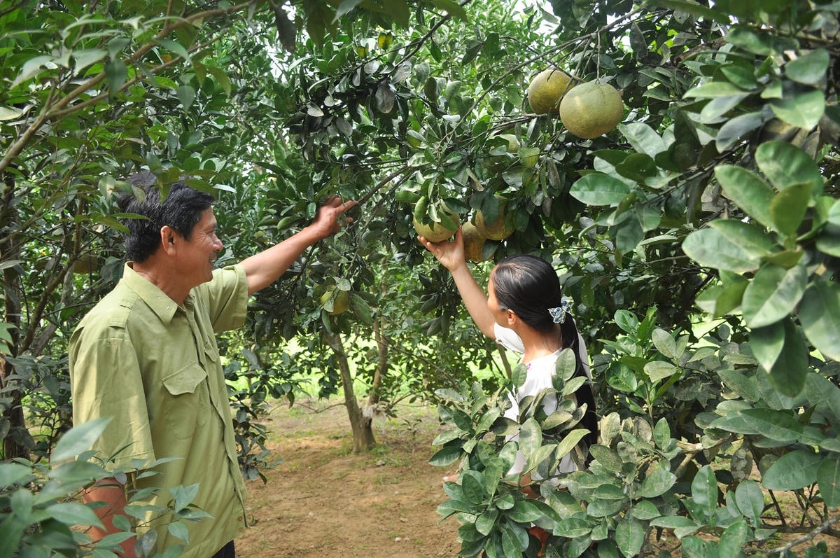Nhiều mô hình trồng cây có múi hiệu quả giúp các hộ gia đình ở Hoà Bình thoát nghèo, vươn lên làm giàu.