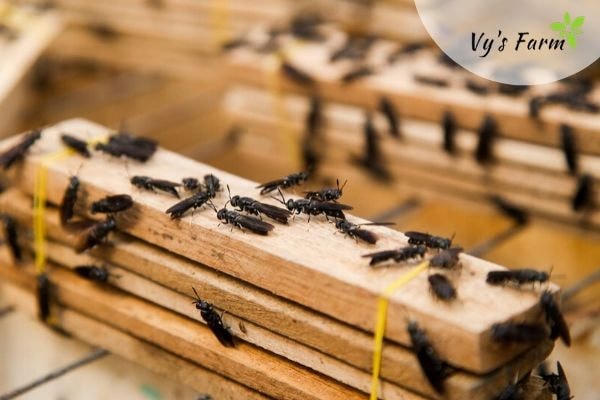 Nuôi ‘ruồi lính đen’