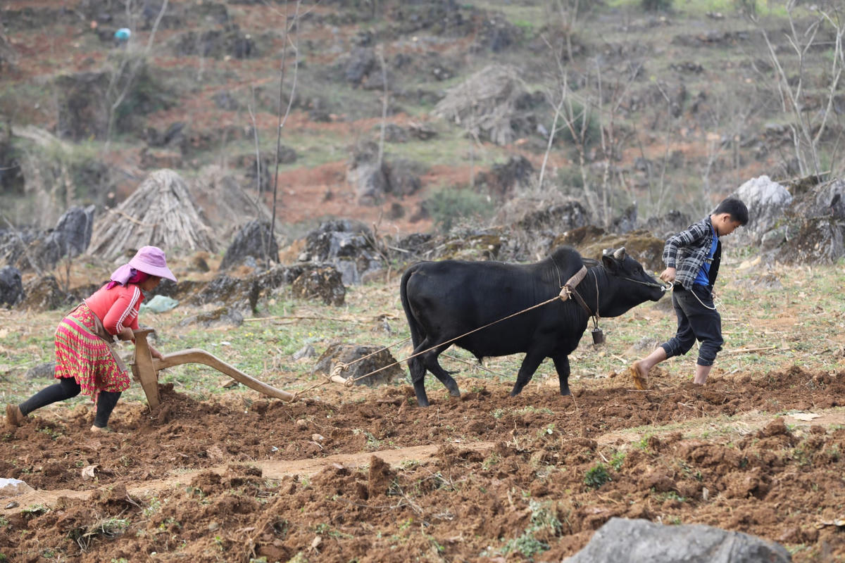 Cuộc sống trên Cao nguyên đá Đồng Văn.