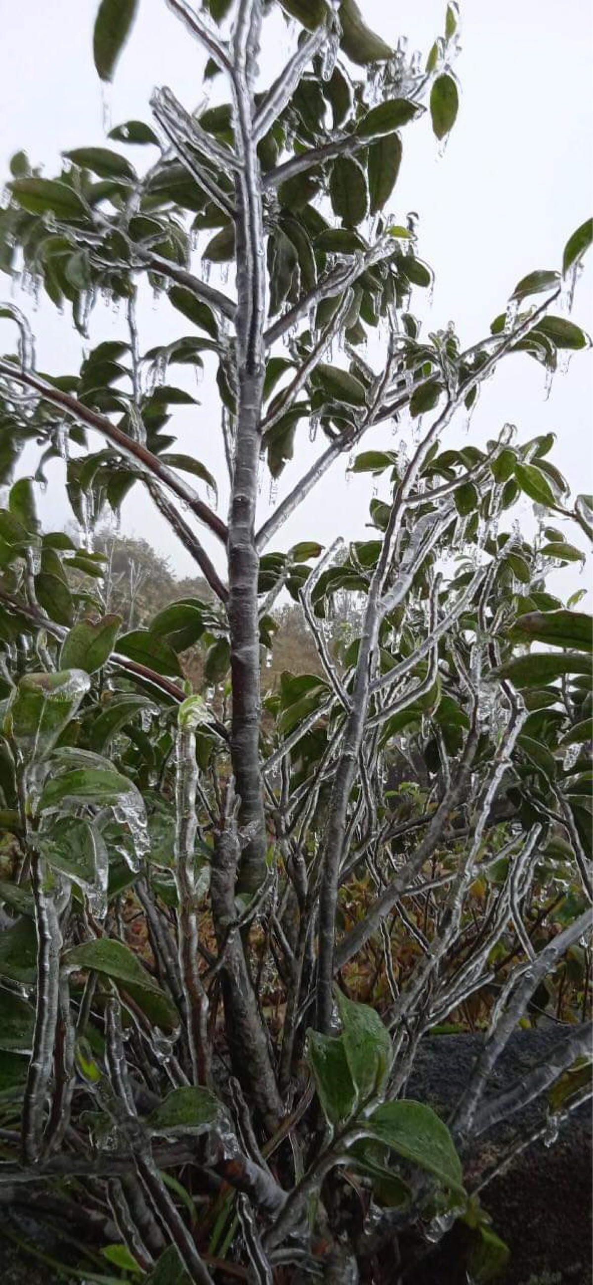 [VIDEO] Băng giá xuất hiện ở Bình Liêu (Quảng Ninh)
