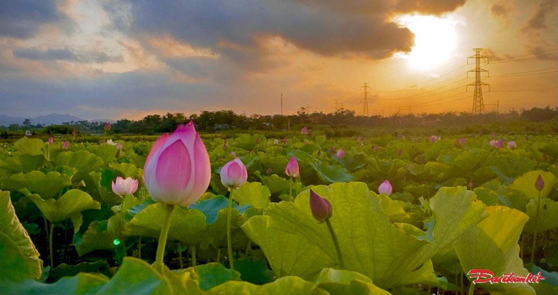 Không chỉ mang đến giá trị kinh tế nông nghiệp, cây sen còn mở hướng phát triển du lịch cho người dân địa phương.