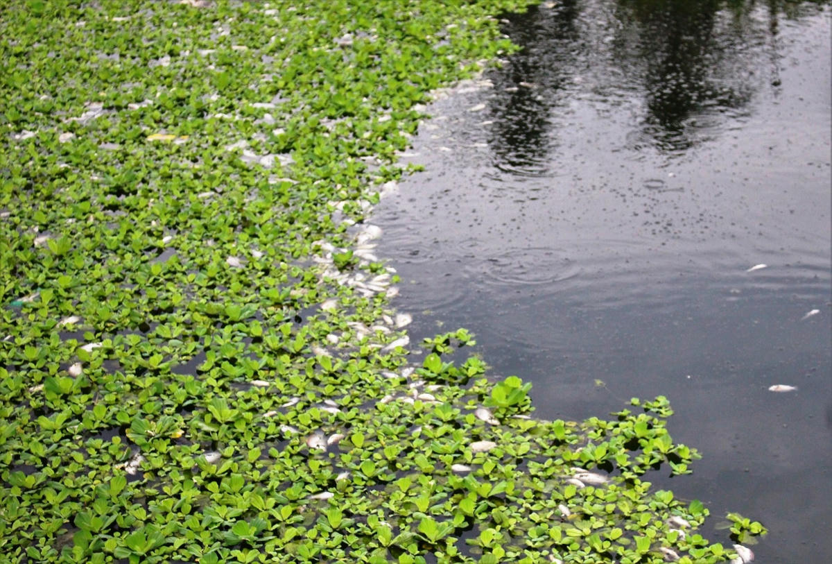Cá chết trôi nổi bốc mùi hôi thối ở hồ điều tiết.