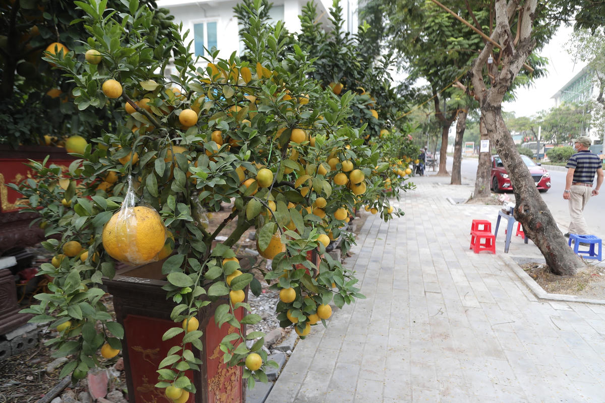 Những ngày này, để cây trồng phát triển tốt khi tới tay người tiêu dùng, ông Thắng tăng cường việc chăm bón, tưới nước cho cây. Ông nói, trung bình một ngày, ông cho nhân viên tưới nước 2 lần, việc bón phân cho cây cũng nhiều hơn so với khi ở vườn.