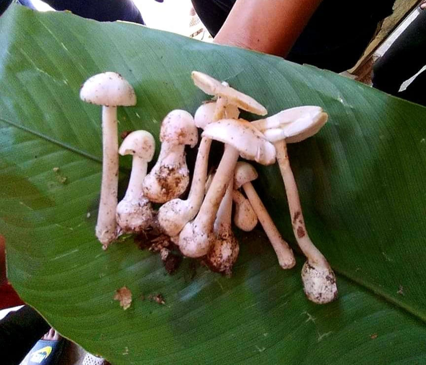 Hình ảnh cây nấm độc mà gia đình anh Tẩn Văn Líu ăn phải.