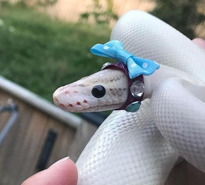 [ẢNH] Đội mũ cho rắn