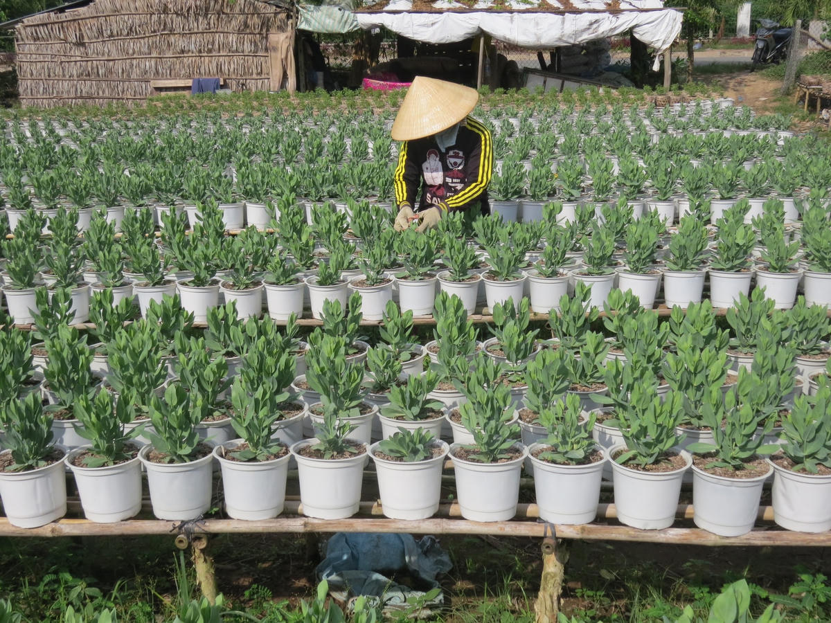 Nông dân Bình Chánh chăm sóc kiểng Tết.