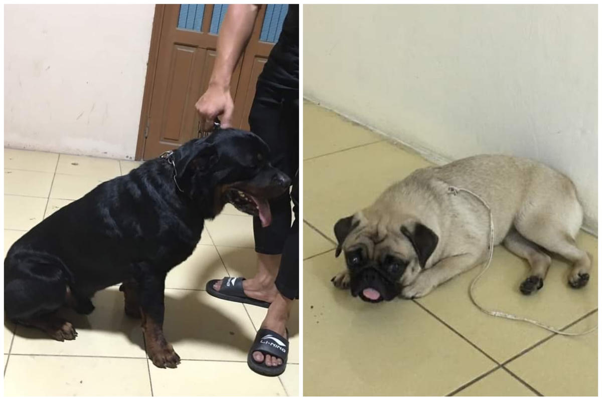 2 con chó cảnh trị giá gần 40 triệu mà 2 người đàn ông đã trộm.