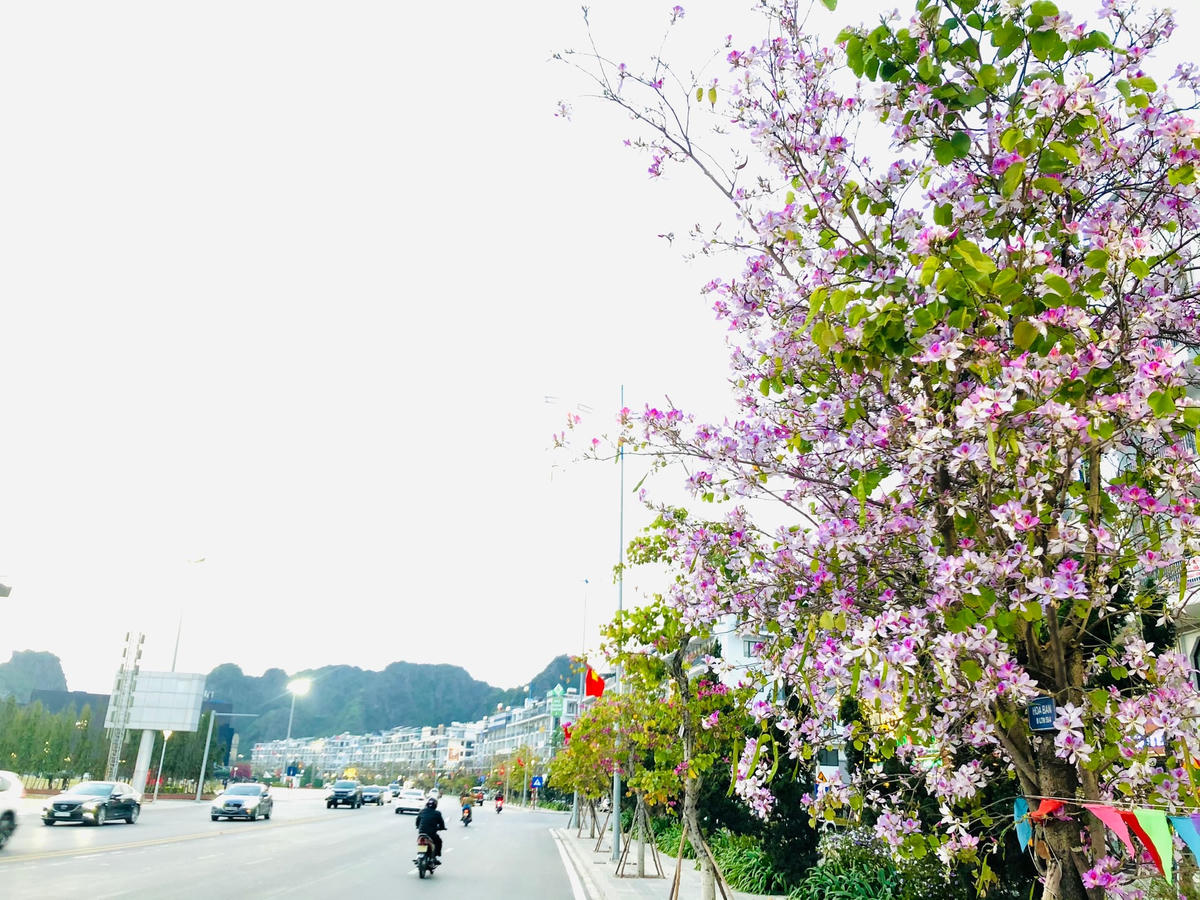 Ngỡ ngàng một Tây Bắc giữa lòng Hạ Long 