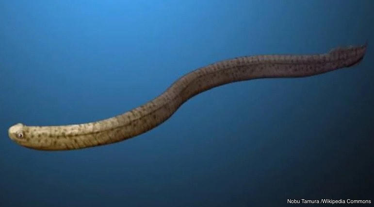 Bí ẩn về 11 cuộc đại tuyệt chủng trên Trái Đất, tiên đoán về sự kiện thứ 12