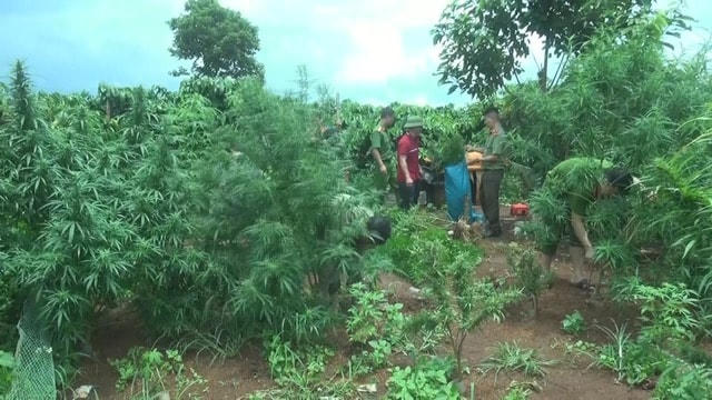 Lực lượng chức năng kiểm tra và phát hiện rẫy cà phê của ông Minh trồng cần sa trái phép. Ảnh: T.N..
