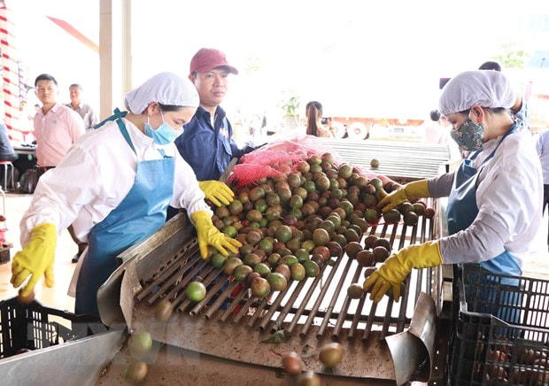 Gia Lai xuất khẩu chanh dây theo Hiệp định EVFTA.