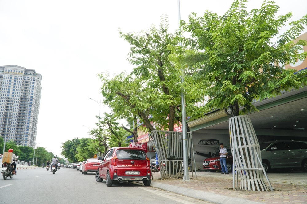 Hàng cây sưa nằm trong dự án xây dựng cầu vượt tại nút giao đường Hoàng Quốc Việt - Nguyễn Văn Huyên và hoàn thiện đường Nguyễn Văn Huyên (Hà Nội) theo quy hoạch (đường Vành đai 2,5) để phủ bóng mát cho tuyến phố. (Ảnh: Minh Hiếu/Vietnam+).