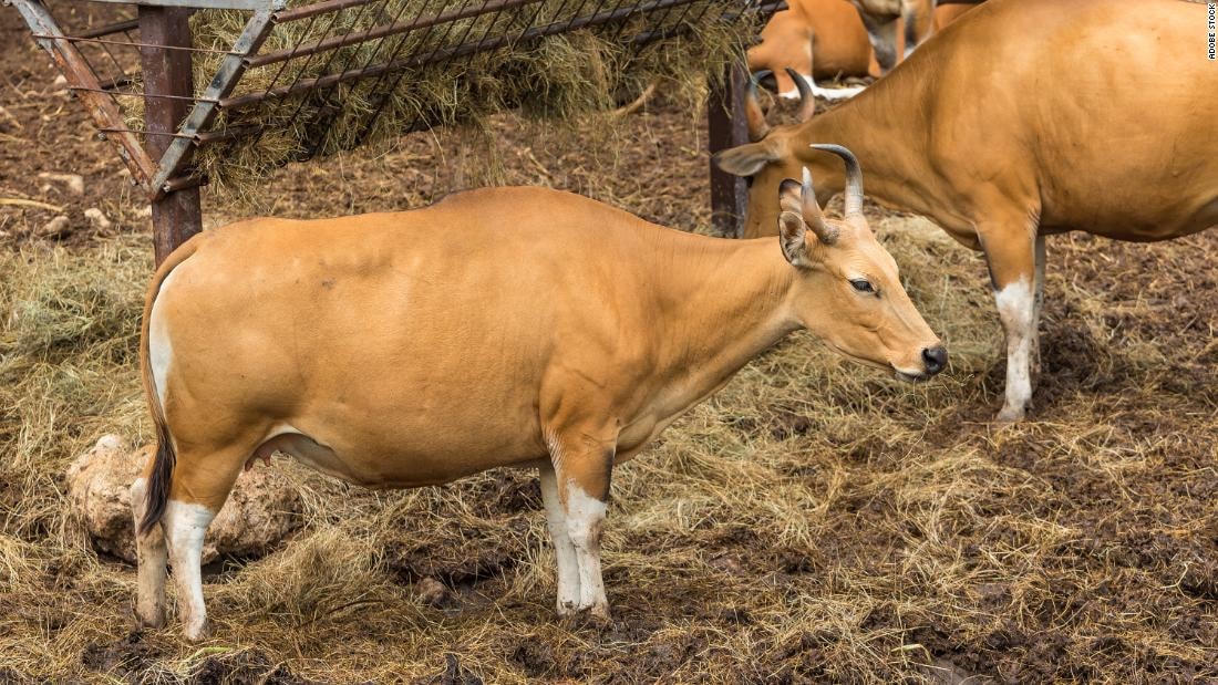 Banteng – một loài gia súc hoang dã nguy cấp ở Đông Nam Á đã được nhân bản năm 2003. Ảnh: CNN.