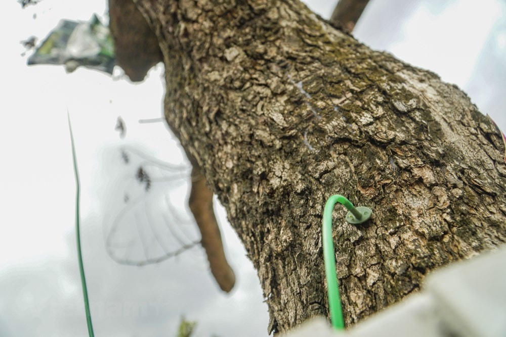 Túi dung dịch được treo trân cành và thân, truyền thẳng vào thân cây qua những ống nhựa. (Ảnh: Minh Hiếu/Vietnam+).