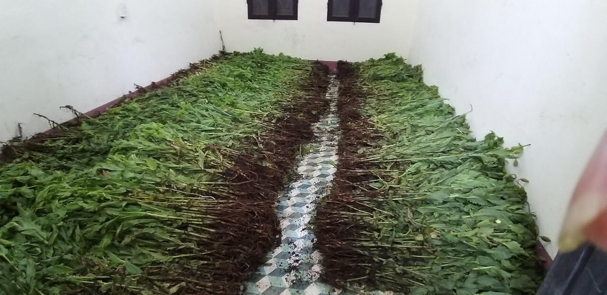 Số lượng cây thuốc phiện bị nhổ bỏ và tiêu hủy sau đó. (Ảnh công an cung cấp).