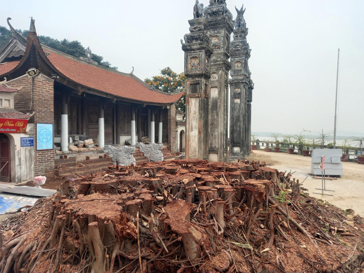Cây đa của đình bị chặt.